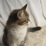 Wildfee's Norwegische Waldkatzen - Babys und Jungtiere 