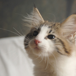 Wildfee's Norwegische Waldkatzen - Babys und Jungtiere 