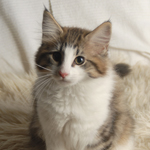 Wildfee's Norwegische Waldkatzen - Babys und Jungtiere 