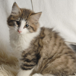 Wildfee's Norwegische Waldkatzen - Babys und Jungtiere 