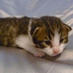 Wildfee's Norwegische Waldkatzen - Babys und Jungtiere 