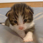 Wildfee's Norwegische Waldkatzen - Babys und Jungtiere 