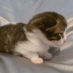 Wildfee's Norwegische Waldkatzen - Babys und Jungtiere 