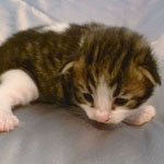 Wildfee's Norwegische Waldkatzen - Babys und Jungtiere 