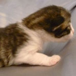 Wildfee's Norwegische Waldkatzen - Babys und Jungtiere 