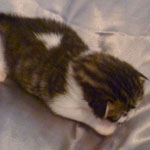 Wildfee's Norwegische Waldkatzen - Babys und Jungtiere 