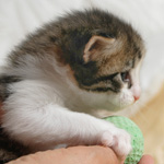 Wildfee's Norwegische Waldkatzen - Babys und Jungtiere 