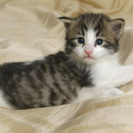 Wildfee's Norwegische Waldkatzen - Babys und Jungtiere 