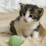 Wildfee's Norwegische Waldkatzen - Babys und Jungtiere 