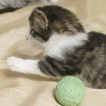 Wildfee's Norwegische Waldkatzen - Babys und Jungtiere 