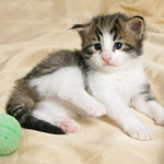 Wildfee's Norwegische Waldkatzen - Babys und Jungtiere 