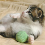 Wildfee's Norwegische Waldkatzen - Babys und Jungtiere 