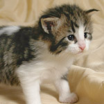 Wildfee's Norwegische Waldkatzen - Babys und Jungtiere 