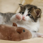 Wildfee's Norwegische Waldkatzen - Babys und Jungtiere 