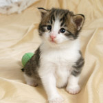 Wildfee's Norwegische Waldkatzen - Babys und Jungtiere 