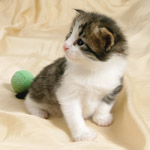 Wildfee's Norwegische Waldkatzen - Babys und Jungtiere 