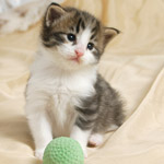 Wildfee's Norwegische Waldkatzen - Babys und Jungtiere 