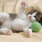 Wildfee's Norwegische Waldkatzen - Babys und Jungtiere 