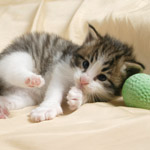 Wildfee's Norwegische Waldkatzen - Babys und Jungtiere 