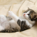 Wildfee's Norwegische Waldkatzen - Babys und Jungtiere 