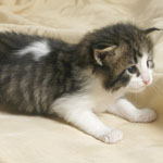 Wildfee's Norwegische Waldkatzen - Babys und Jungtiere 