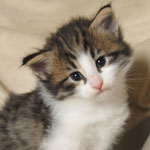 Wildfee's Norwegische Waldkatzen - Babys und Jungtiere 