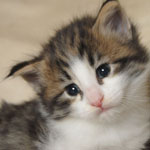 Wildfee's Norwegische Waldkatzen - Babys und Jungtiere 