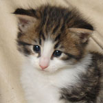 Wildfee's Norwegische Waldkatzen - Babys und Jungtiere 