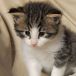 Wildfee's Norwegische Waldkatzen - Babys und Jungtiere 