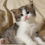 Wildfee's Norwegische Waldkatzen - Babys und Jungtiere 