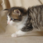 Wildfee's Norwegische Waldkatzen - Babys und Jungtiere 