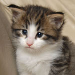 Wildfee's Norwegische Waldkatzen - Babys und Jungtiere 