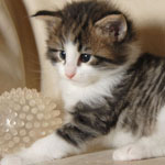 Wildfee's Norwegische Waldkatzen - Babys und Jungtiere 