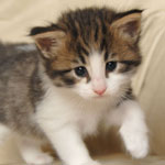 Wildfee's Norwegische Waldkatzen - Babys und Jungtiere 