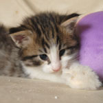 Wildfee's Norwegische Waldkatzen - Babys und Jungtiere 