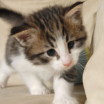 Wildfee's Norwegische Waldkatzen - Babys und Jungtiere 