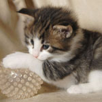 Wildfee's Norwegische Waldkatzen - Babys und Jungtiere 