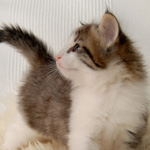 Wildfee's Norwegische Waldkatzen - Babys und Jungtiere 