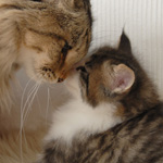 Wildfee's Norwegische Waldkatzen - Babys und Jungtiere 