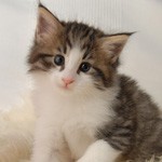 Wildfee's Norwegische Waldkatzen - Babys und Jungtiere 