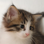 Wildfee's Norwegische Waldkatzen - Babys und Jungtiere 