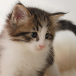 Wildfee's Norwegische Waldkatzen - Babys und Jungtiere 