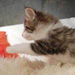 Wildfee's Norwegische Waldkatzen - Babys und Jungtiere 