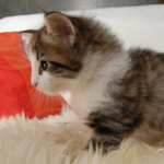 Wildfee's Norwegische Waldkatzen - Babys und Jungtiere 