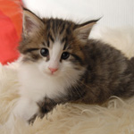 Wildfee's Norwegische Waldkatzen - Babys und Jungtiere 