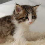 Wildfee's Norwegische Waldkatzen - Babys und Jungtiere 