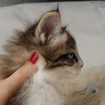 Wildfee's Norwegische Waldkatzen - Babys und Jungtiere 