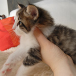 Wildfee's Norwegische Waldkatzen - Babys und Jungtiere 