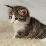 Wildfee's Norwegische Waldkatzen - Babys und Jungtiere 