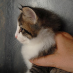 Wildfee's Norwegische Waldkatzen - Babys und Jungtiere 